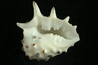 白齒岩螺藏品圖，第3張